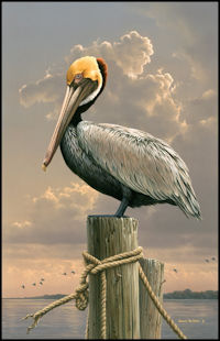 Captiva Pelican by James Hautman