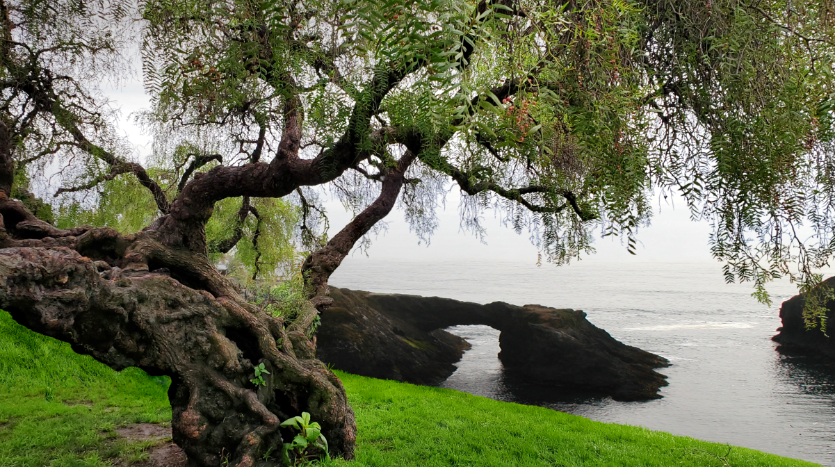 Sculpted Forms